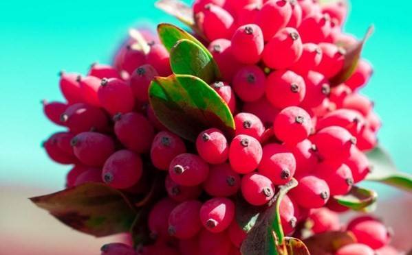 تصویر 2 از زرشک اناری درجه یک حاصل برداشت تازه و استاندارد